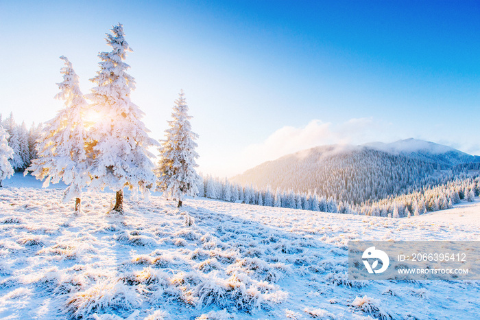 Mysterious winter landscape majestic mountains in winter. Magical snow covered tree. In anticipation of the holiday. Dramatic wintry scene. Carpathian. Ukraine. Happy New Year.