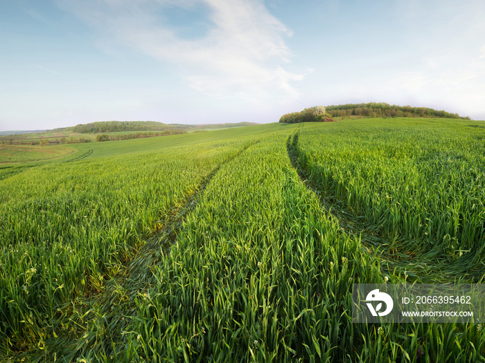 Field and sky in the summer time. Agricultural landscape