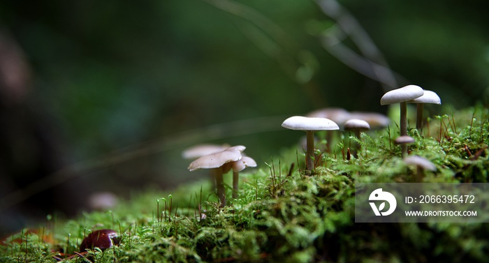 Champignons forêt humide