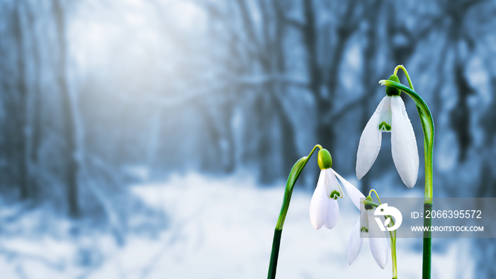 Snowdrops in forest on snow covered road background_