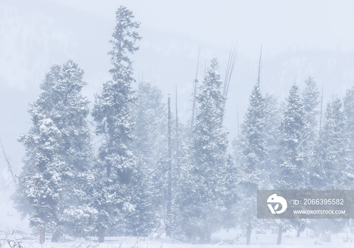 Scenic Snow Covered Landscape in Yellowstone National Park Wyoming in Winter