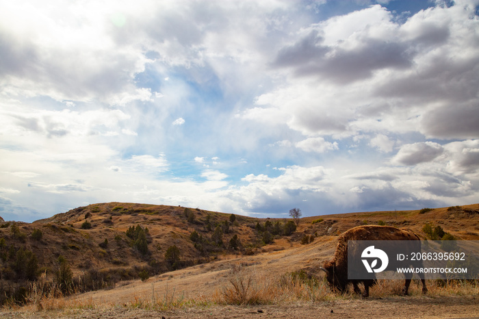 Buffalo at Theodore Roosevelt National Park in North Dakota