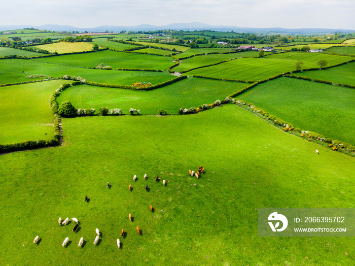 Aerial view of endless lush pastures and farmlands of Ireland. Beautiful Irish countryside with emerald green fields and meadows.