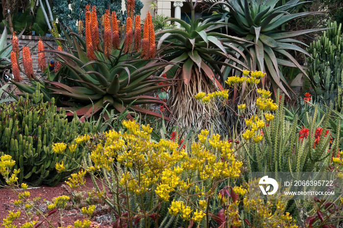 Sydney Australia, succulent garden in winter bloom