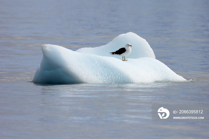 Kelp Gull, larus dominicanus, floating on ice floe, Antarctic ocean Antarctica