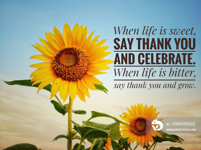 Inspirational motivational quote - When life is sweet, say thank you and celebrate. When life is bitter, say thank you and grow. With two beautiful sunflowers and the bright blue sky background.