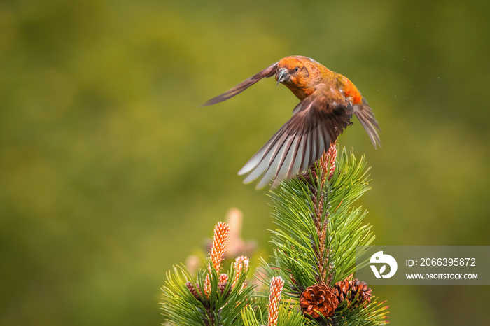 Red crossbill (Loxia curvirostra), with beautiful green coloured background. Colorful song bird with red feather sitting on the branch in the mountains. Wildlife scene from nature, Czech Republic