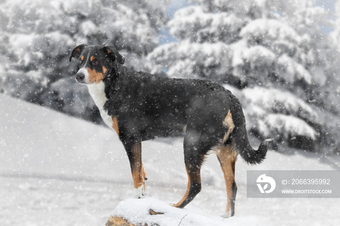 standing dog in the forest, appenzeller sennenhund