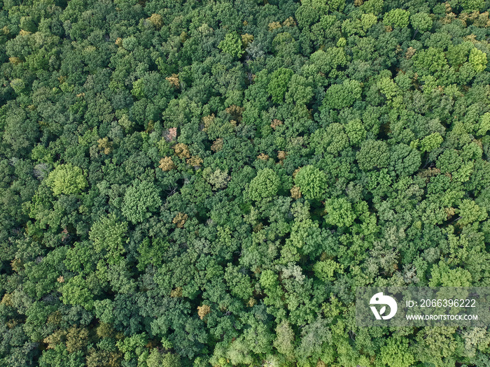 aerial view of the forest in Ukraine at summer day