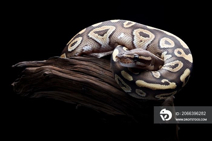 Beautiful ball python in black background