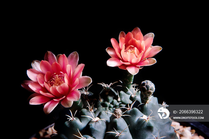 red color gymnocalycium cactus flowers blooming against dark background