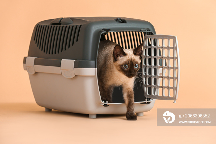 Cute Thai cat in carrier on color background