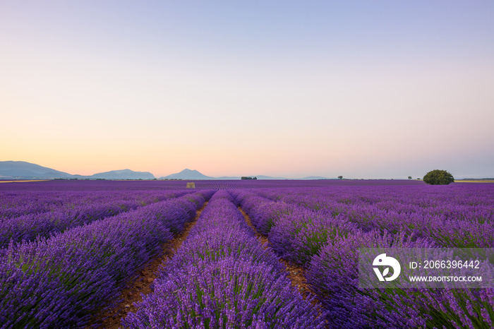 Lavender field at sunrise Valensole Plateau Provence iconic french landscape