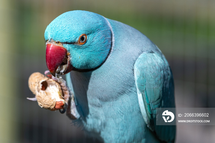 Beautiful Blue Ringneck parakeet Eating Monkey Nuts