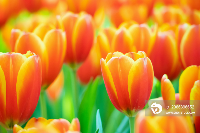 Fresh colorful tulips flower bloom in the garden