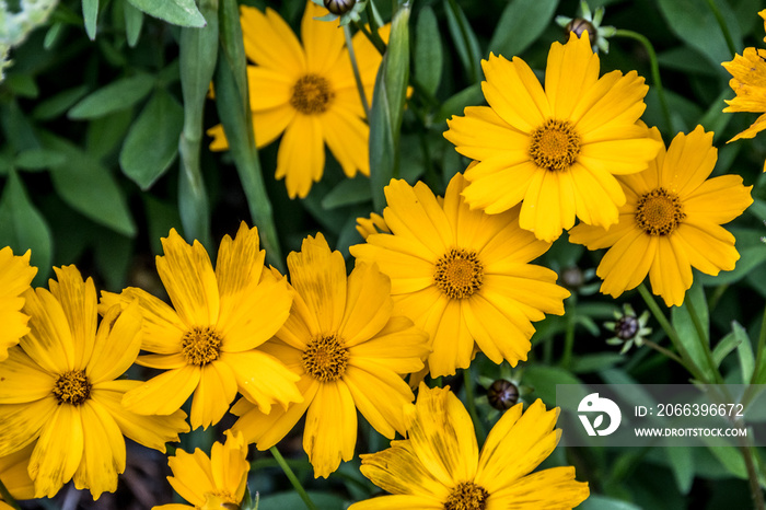 Yellow Coreopsis Largeflower tickseed  Christchurch  in Trauttmansdorff botanical garden in Merano, Trentino Alto Adige Südtirol, Italy, Europe