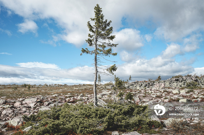 Old Tjikko, The oldest tree in the world,  Located in Nationapark Fullufjalet in Sweden.