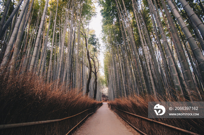 Sunrise at the bamboo forest Japan