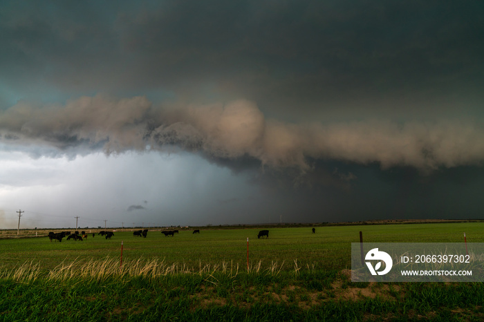 thunderstorm and cows