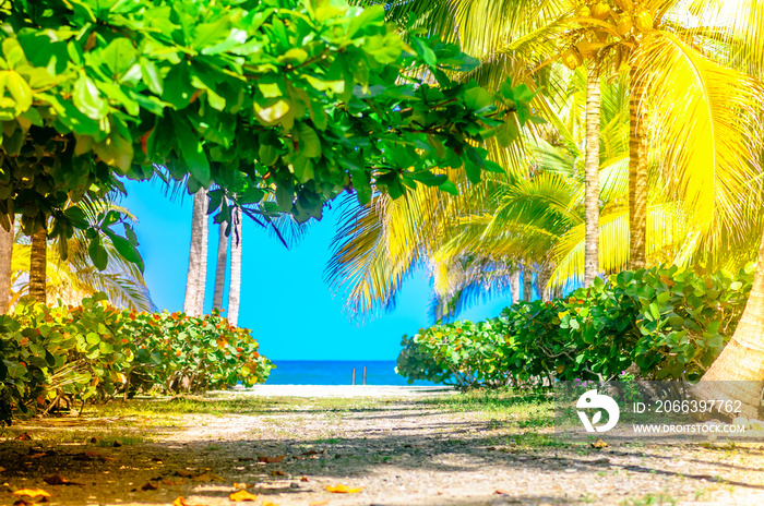 View on path on a Palm Tree Forest to the beach in Palomino, Colombia