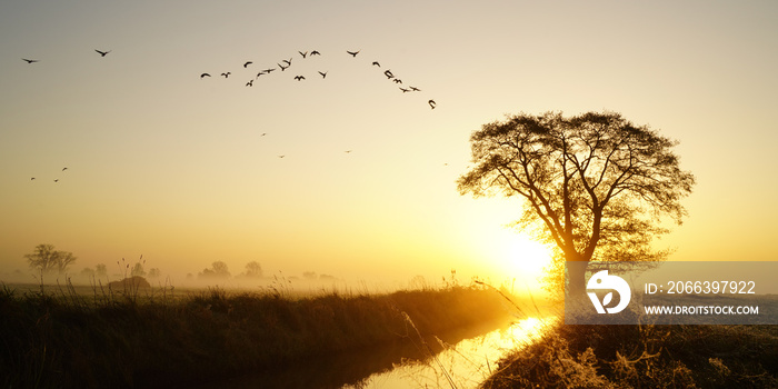 Sunrise with flock of birds