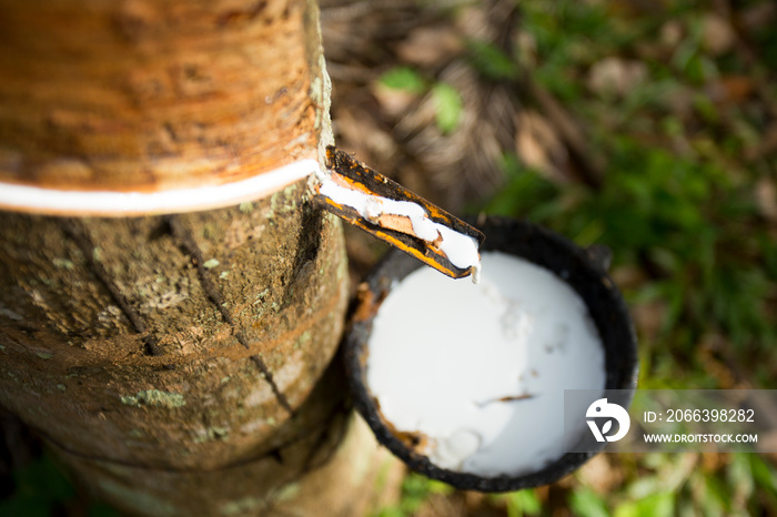 Rubber Tree Plantation in Thailand