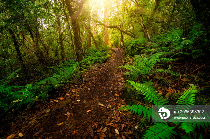 Beautiful path in lush tropical rainforest jungle in Tasman peninsula, Tasmania, Australia. The ancient jurassic age jungle is part of three capes track, famous bush walking of Tasmania, Australia.