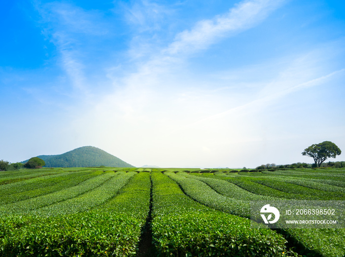 Beautiful view of green tea field with sky at Jeju - South Korea