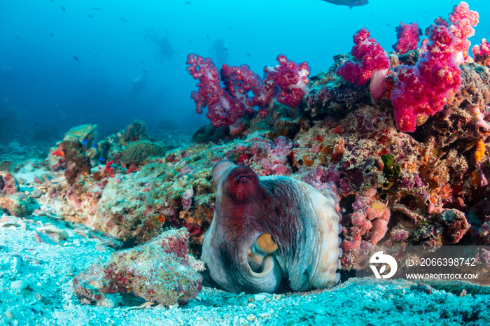 Background SCUBA divers swim past a colorful, camouflaged Octopus on a tropical coral reef