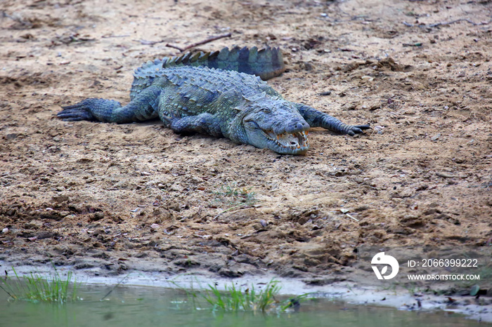 The mugger crocodile (Crocodylus palustris), also called the Indian, Indus, Persian, Sindhu, marsh crocodile or simply mugger on the shore of lake. A large Asian crocodile on the shore.