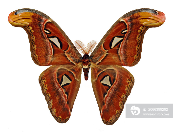 Attacus atlas (male). Butterfly. Entomology In White Background