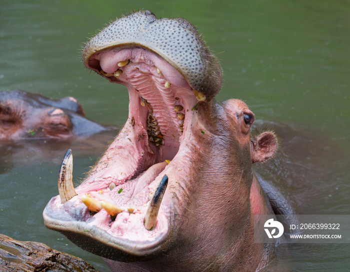 A hippopotamus submerged in a lake.