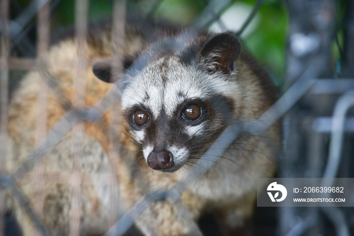 Civiet Cat in cage looking at camera.Asian palm civet is a viverrid native to South and Southeast Asia.