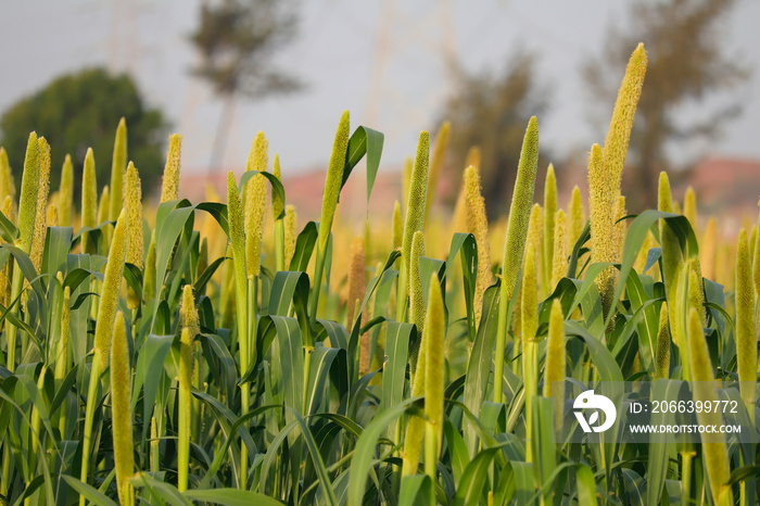 Bajra fields in Somnath gujarat,millet or sorghum plant views in a farmland,cultivation pearls millet fields,pearls production of beer and wine,fields of pearl millets ( bajra ) in gujarat