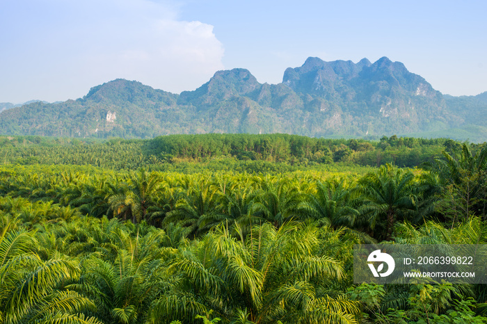 oil palm plantation