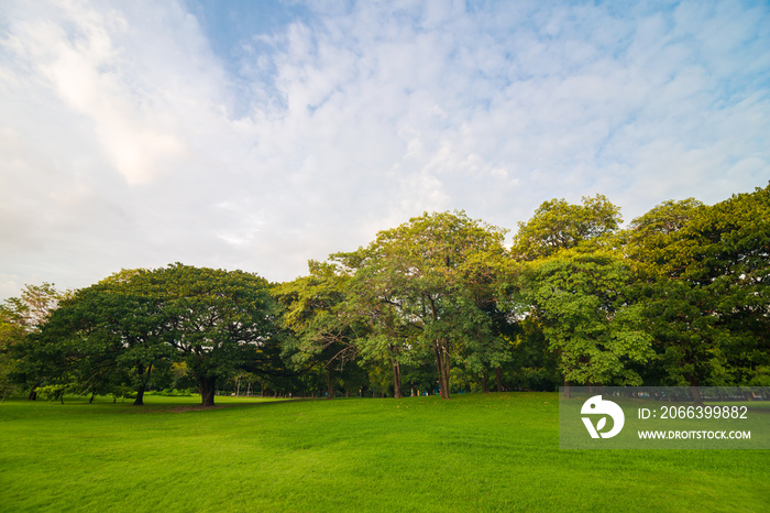 Green grass meadow field on public central park with tree cloud