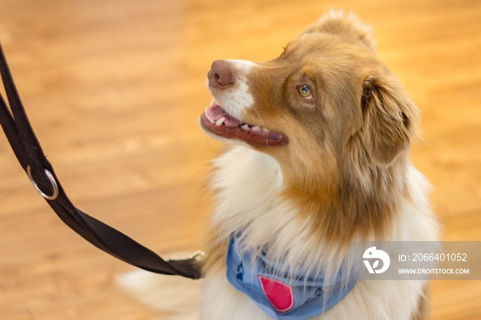 Ausgebildeter Therapiehund in Altenheim Pflegeheim Seniorenheim