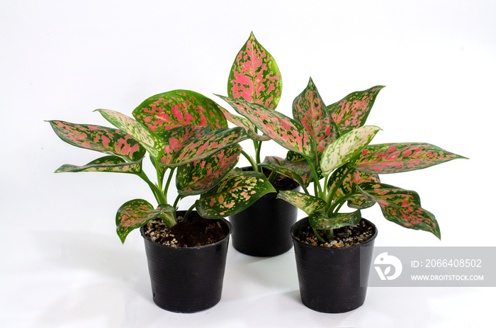 白底黑塑料壶中的aglaonema