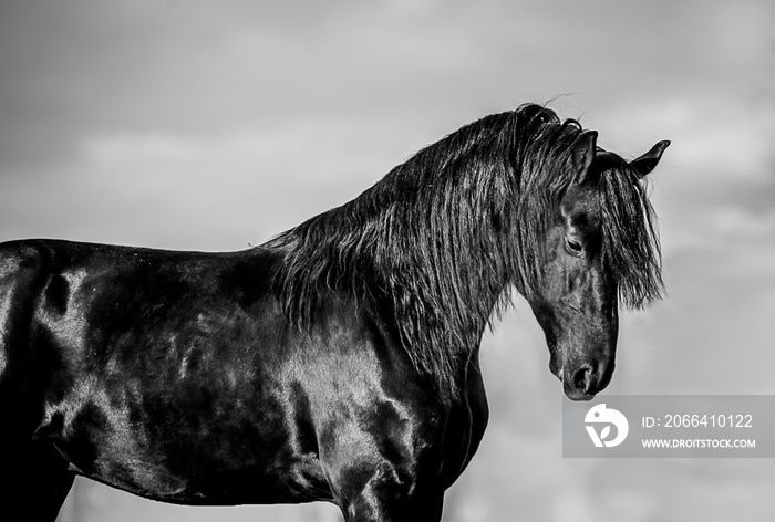 Beauty horses