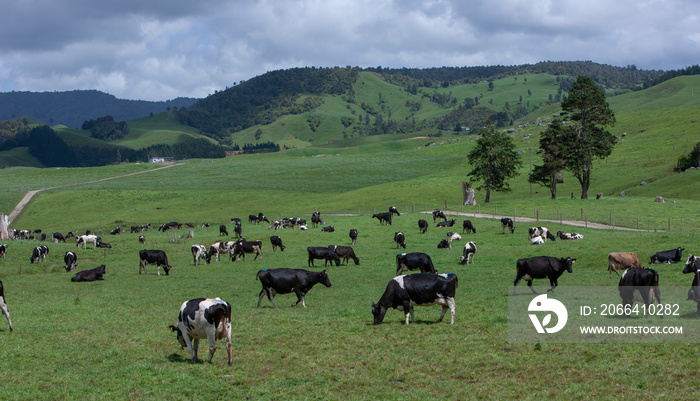 Coromandel New Zealand。Hahei.丘陵和奶牛