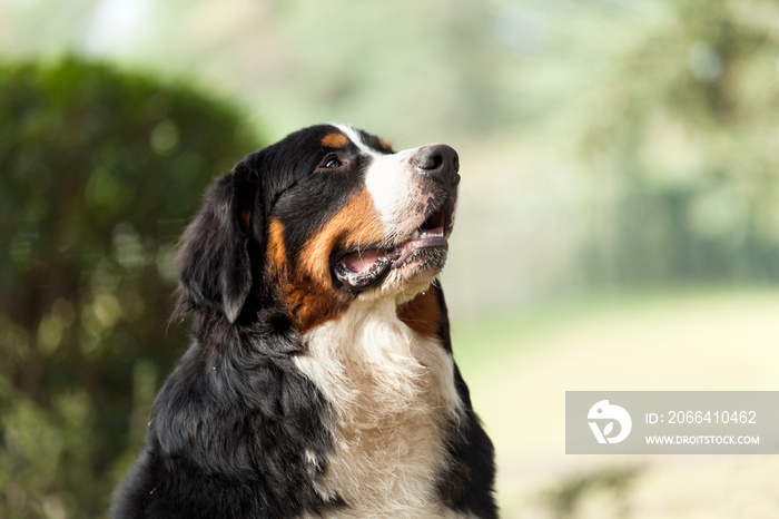 Bernese mountain dog.