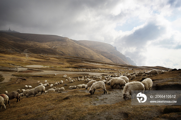 Flock of sheep on field against cloudy sky