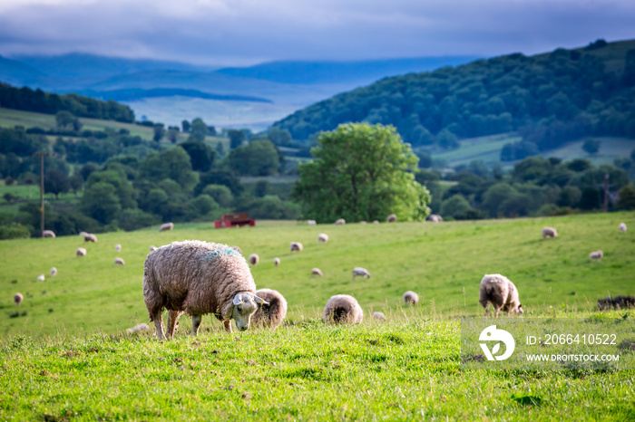 Herd of sheep on green pasture, England