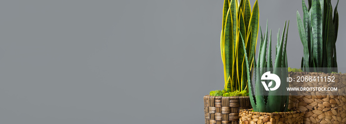 Snake plants in pots on grey background