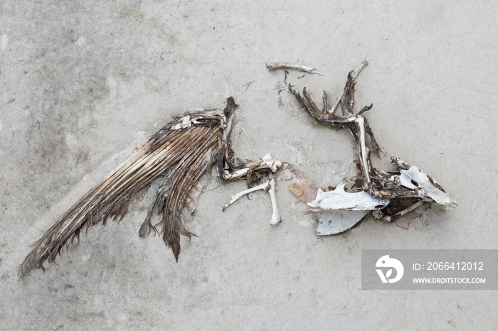 A dead birds skeleton on the concrete floor.