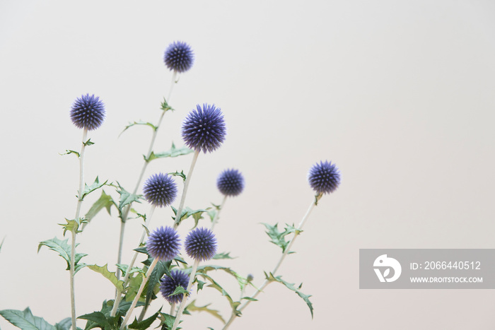 アザミのアップ　植物　花　緑　紫　青紫　白背景　余白　コピースペース　文字スペース　ホワイトスペース　観葉植物　白い壁　壁　室内　部屋　屋内　自然光　グラフィック素材　背景素材　横位置