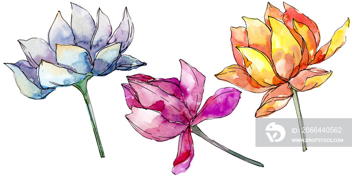 Lotus floral botanical flowers. background illustration set. Isolated nelumbo illustration element.