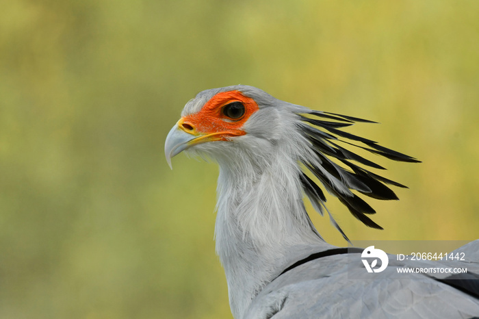 Colorful and beauty Secretary bird portrait