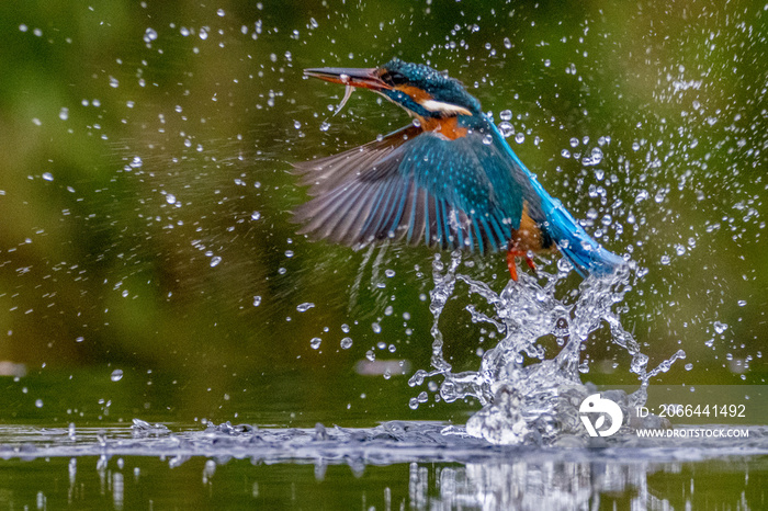 Kingfisher with fish emerge from surface