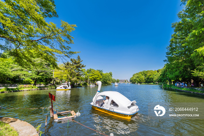 新緑の石神井公園 スワンボートが浮かぶ石神井池の風景